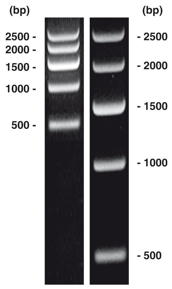 0146.1: ADN-marcador de tirada corta 1 ( 50 µg por paquete) - Quimivitalab