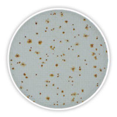 4816.2 CompactDry ™ TC para Microbiología (240 unidades)- Quimivitalab