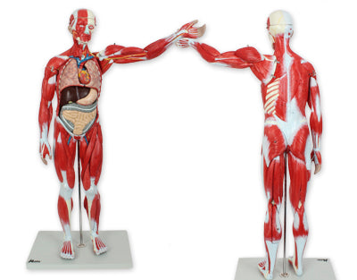 810.013 Modelo de cuerpo con músculos, hecho de PVC, con soporte - Quimivitalab