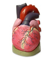 810.050 Modelo de corazón humano, aumento 3x, 3 partes, con base desmontable - Quimivitalab