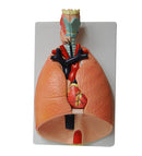 810.070 Modelo de aparato respiratorio, tamaño natural, 7 partes, PVC, con base - Quimivitalab