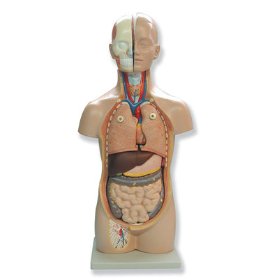 810.110 Modelo de mini torso humano 13 partes y fabricado en PVC - Quimivitalab