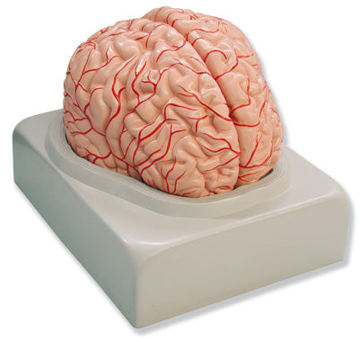 810.200 Modelo de cerebro humano en dos partes de tamaño natural. Fabricado en PVC - Quimivitalab
